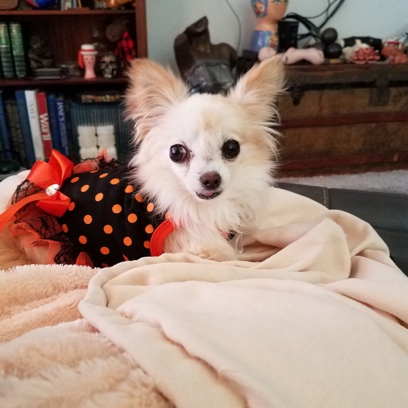 NEW Free People ladies top size Large - NEW WITH TAGS ATTACHED= CLOSET CLOSING - Picture 5 of 7